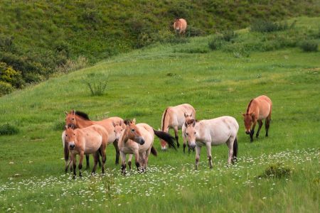 A day excursion to Khustai Nature Reserve