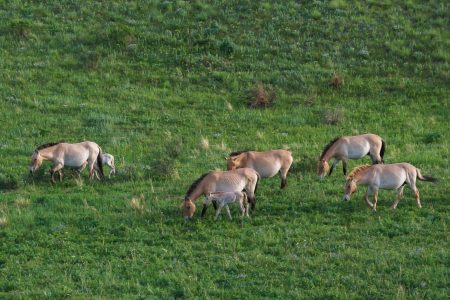 Excursion to Khustai Nature Reserve